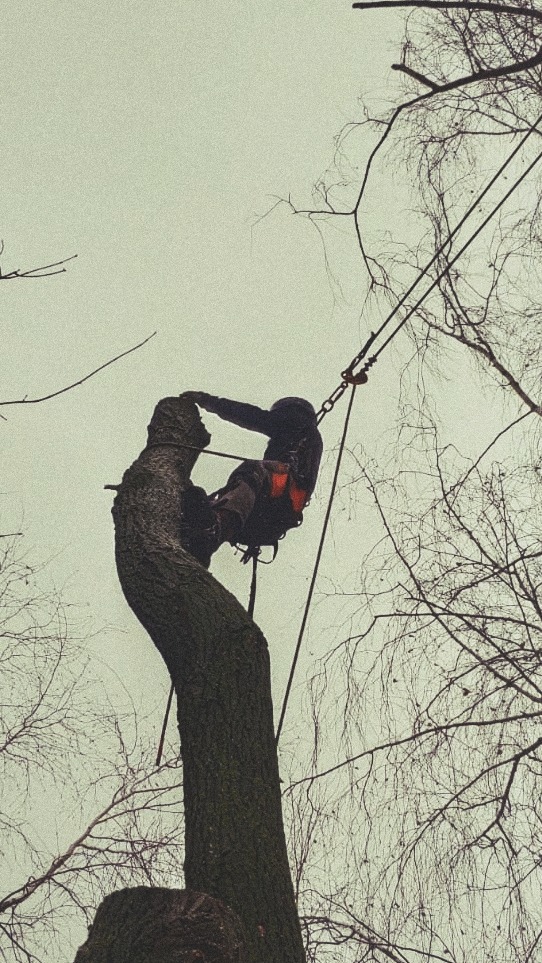 Pracownik w uprzęży, zabezpieczony linami, przycina konar drzewa na wysokości, widok od dołu, szare niebo w tle.