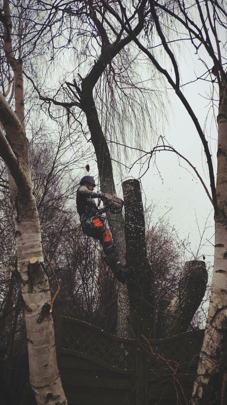 Arborysta w hełmie i pomarańczowych spodniach, zawieszony na linach, tnie gałęzie drzewa piłą łańcuchową; w tle widoczne inne drzewa i szara, pochmurna pogoda.
