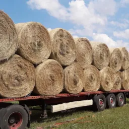 Przyczepa wypełniona okrągłymi balotami słomy na tle zielonego pola i błękitnego nieba z chmurami.