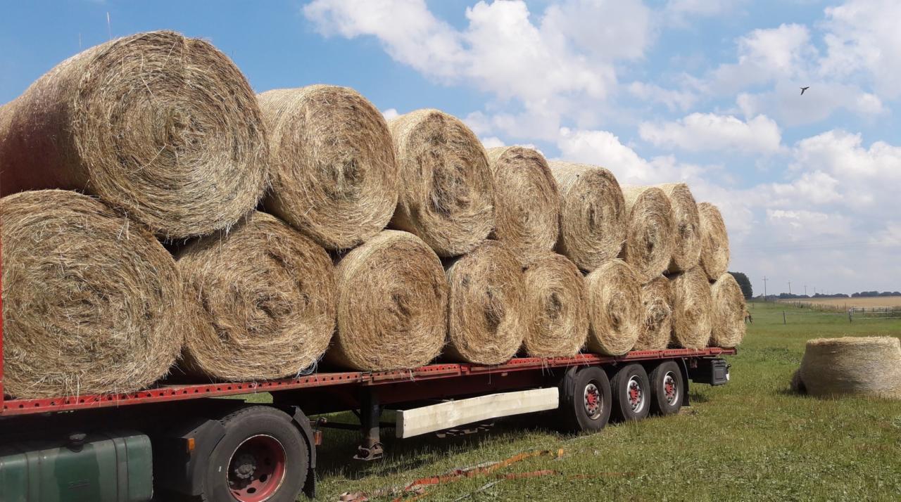 Przyczepa wypełniona okrągłymi balotami słomy na tle zielonego pola i błękitnego nieba z chmurami.