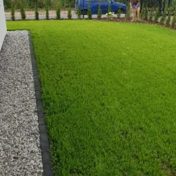 Świeżo założony trawnik z widoczną linią małych tujek wzdłuż ogrodzenia, kobieta dogląda młodych roślin, w tle zaparkowany niebieski samochód.