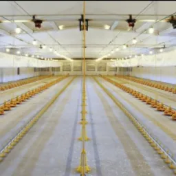 Wnętrze hali produkcyjnej z rzędami ż&oacute;łtych karmnik&oacute;w dla drobiu, oświetlonej lampami sufitowymi i osłoniętej białymi płachtami.