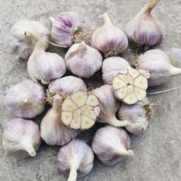 Kilkanaście główek czosnku o fioletowych żyłkach, dwie z nich przekrojone, ukazujące ząbki, ułożone na szarej, betonowej powierzchni.