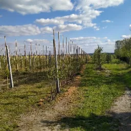 Młody sad drzew owocowych z podporami, widok wzdłuż rzędów w słoneczny dzień pod błękitnym niebem z chmurami.