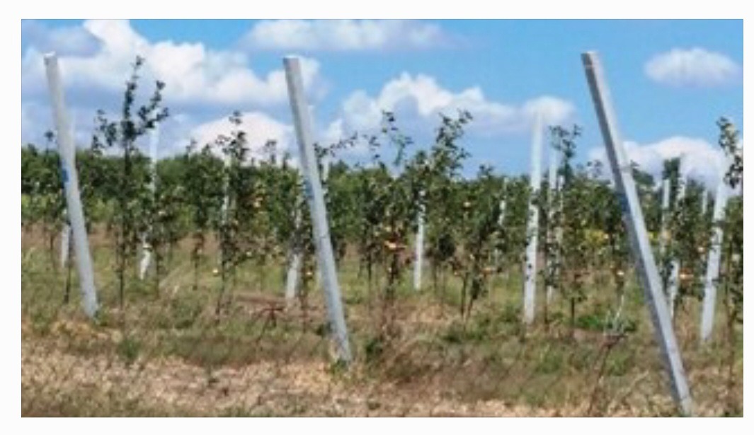 Młody sad drzew owocowych z białymi osłonami na pniach i betonowymi słupkami podtrzymującymi, widoczne owoce, błękitne niebo z chmurami w tle.
