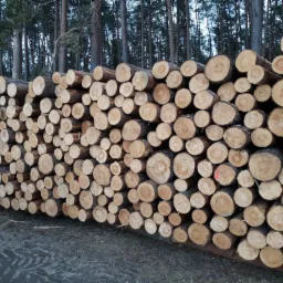 Stos ściętych pni drzew iglastych ułożonych jeden na drugim na ziemi, widoczne słoje drzew, w tle las iglasty.