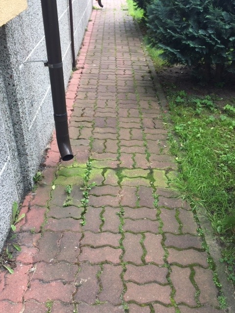 Ceglana ścieżka z kostki brukowej porośnięta mchem i chwastami, biegnąca wzdłuż ściany budynku z rynną i obok trawnika z krzewem.