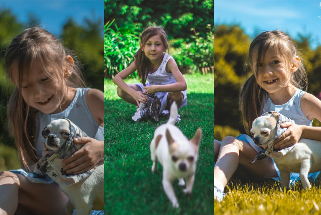 Trzy ujęcia: Dziewczynka z kucykami uśmiecha się trzymając małego psa rasy chihuahua z chustą na głowie, siedzi na trawie; dziewczynka kuca na trawie, a pies biegnie w jej stronę; dziewczynka...