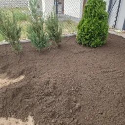 Przygotowany teren pod trawnik z posadzonymi krzewami iglastymi i tujami, widoczna siatka ogrodzeniowa w tle.