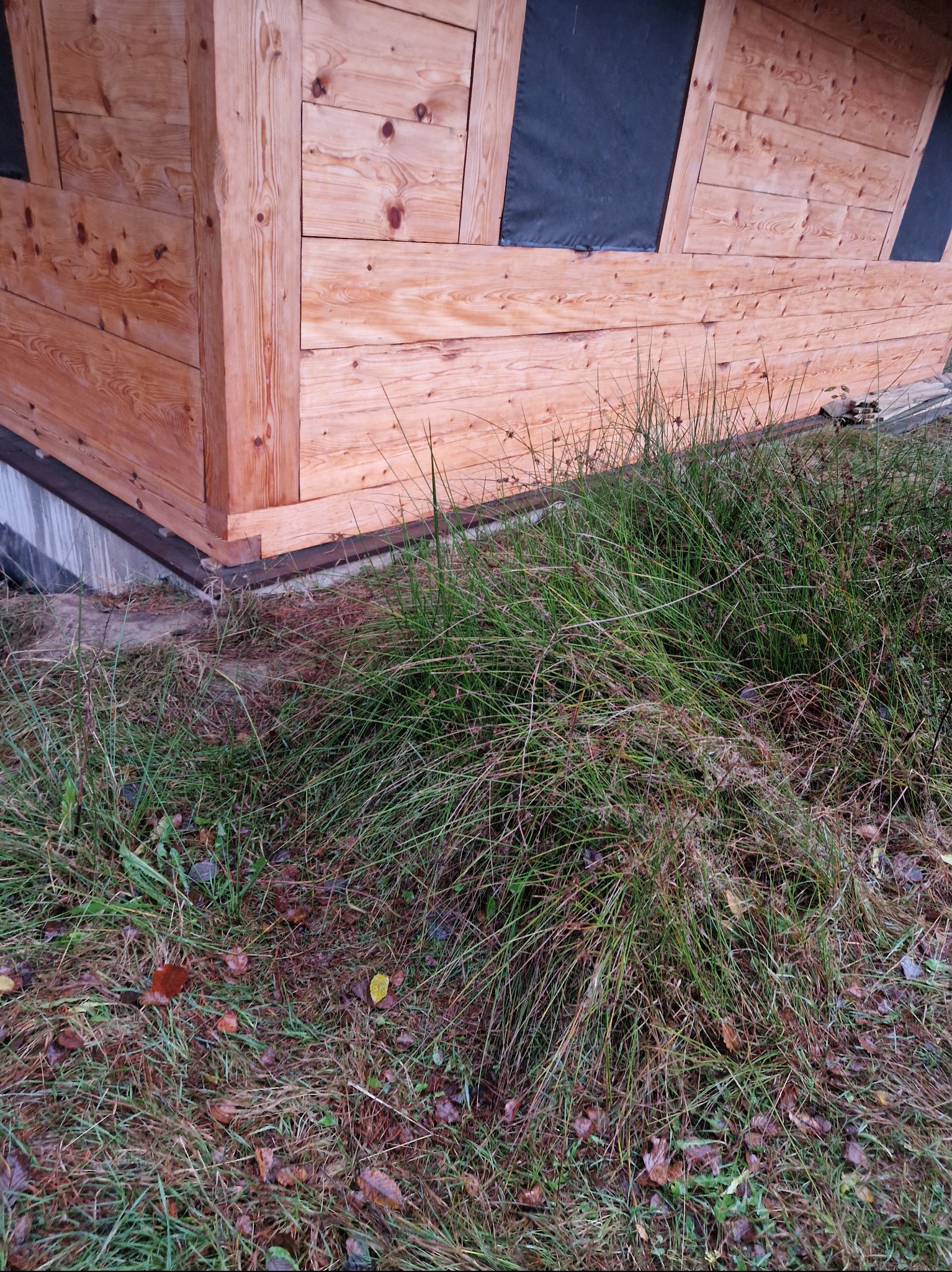 Fragment drewnianej konstrukcji budynku z widoczną hydroizolacją, zarośnięty trawą i liśćmi jesienią.