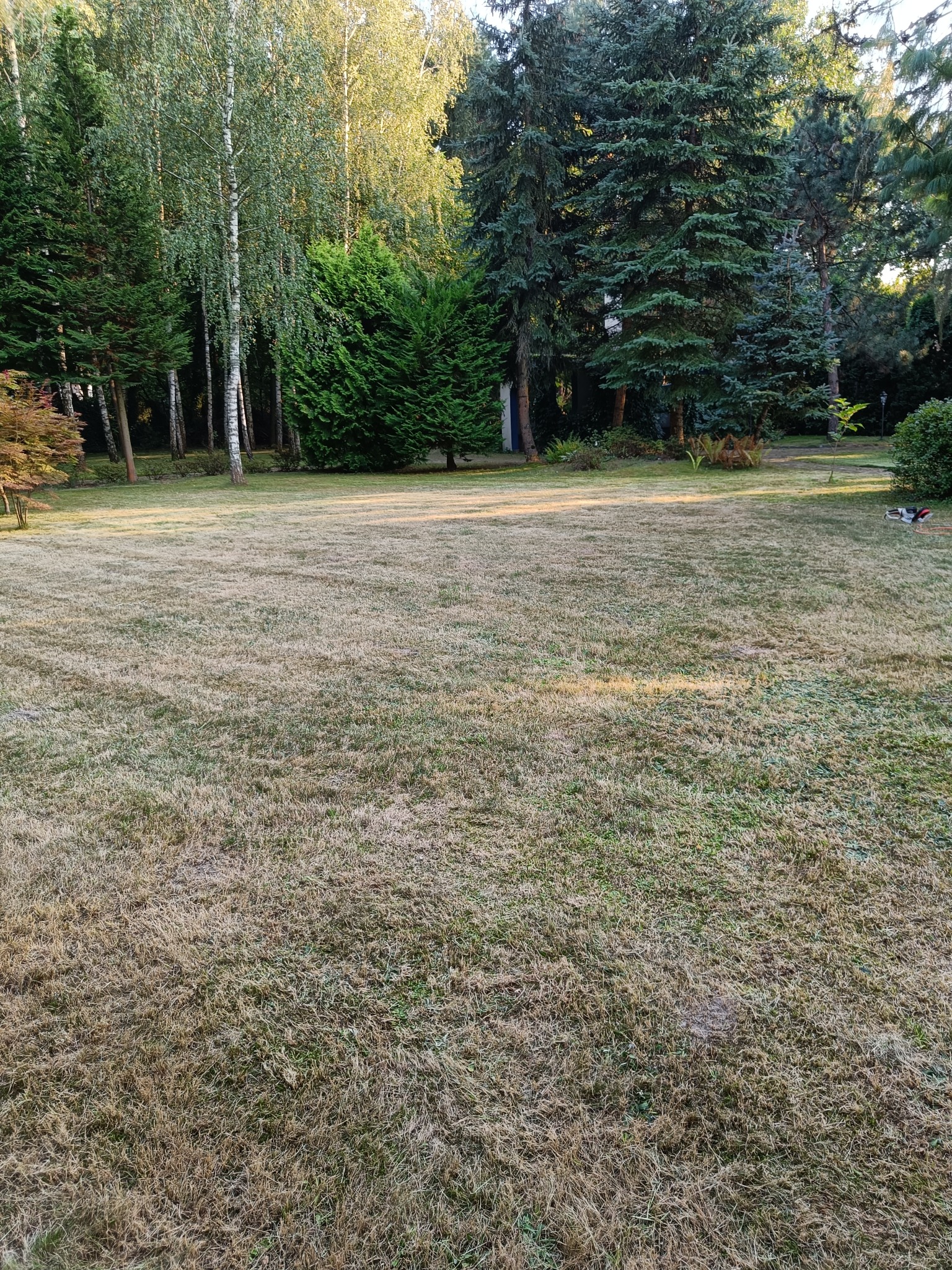 Rozległy trawnik z suchą, żółtą trawą, otoczony drzewami iglastymi i liściastymi w słoneczny dzień.