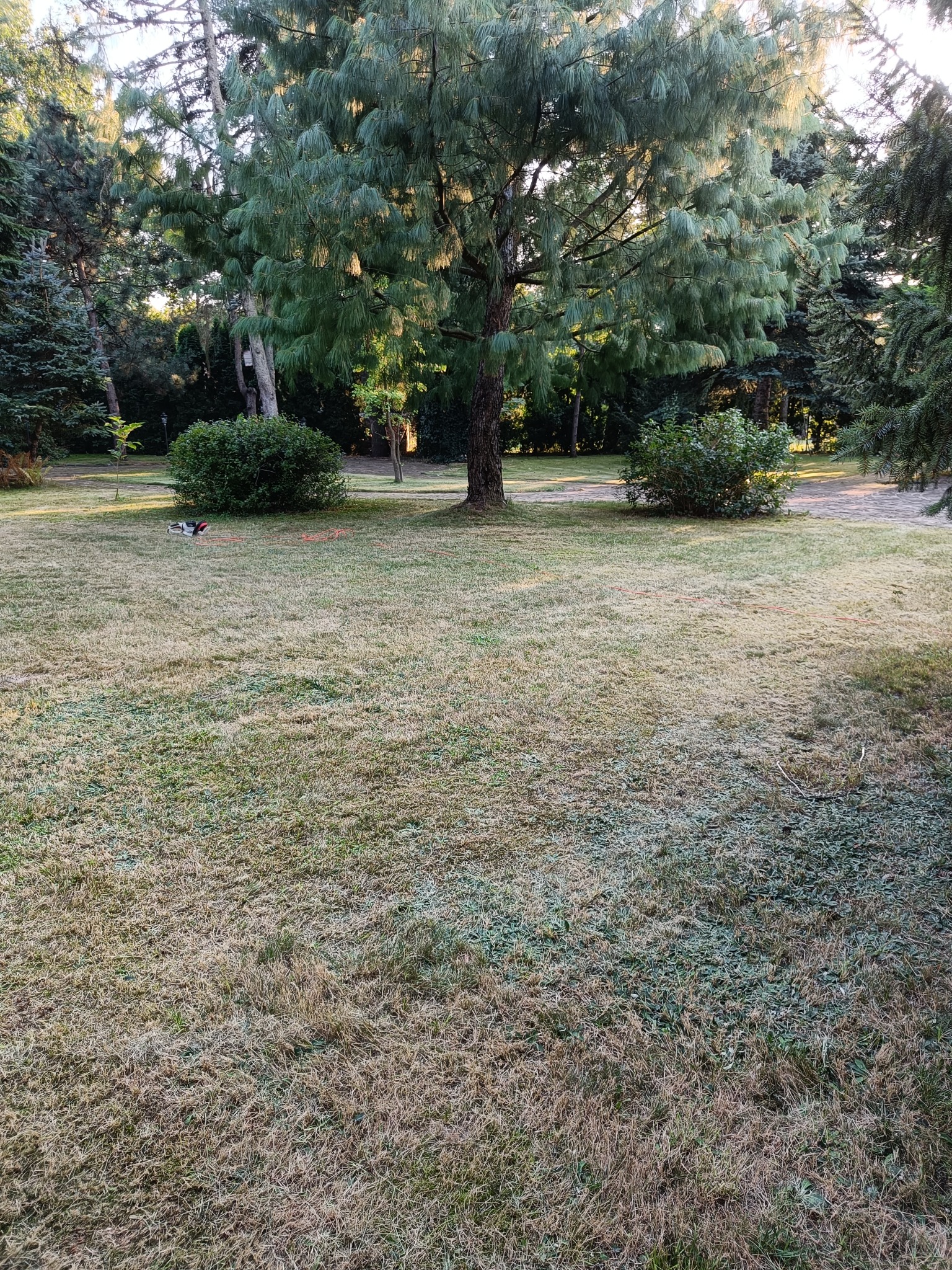 Rozległy trawnik z suchą trawą, z dużym drzewem iglastym w centrum i sprzętem do koszenia trawy w tle, sugerujący przygotowania do koszenia.