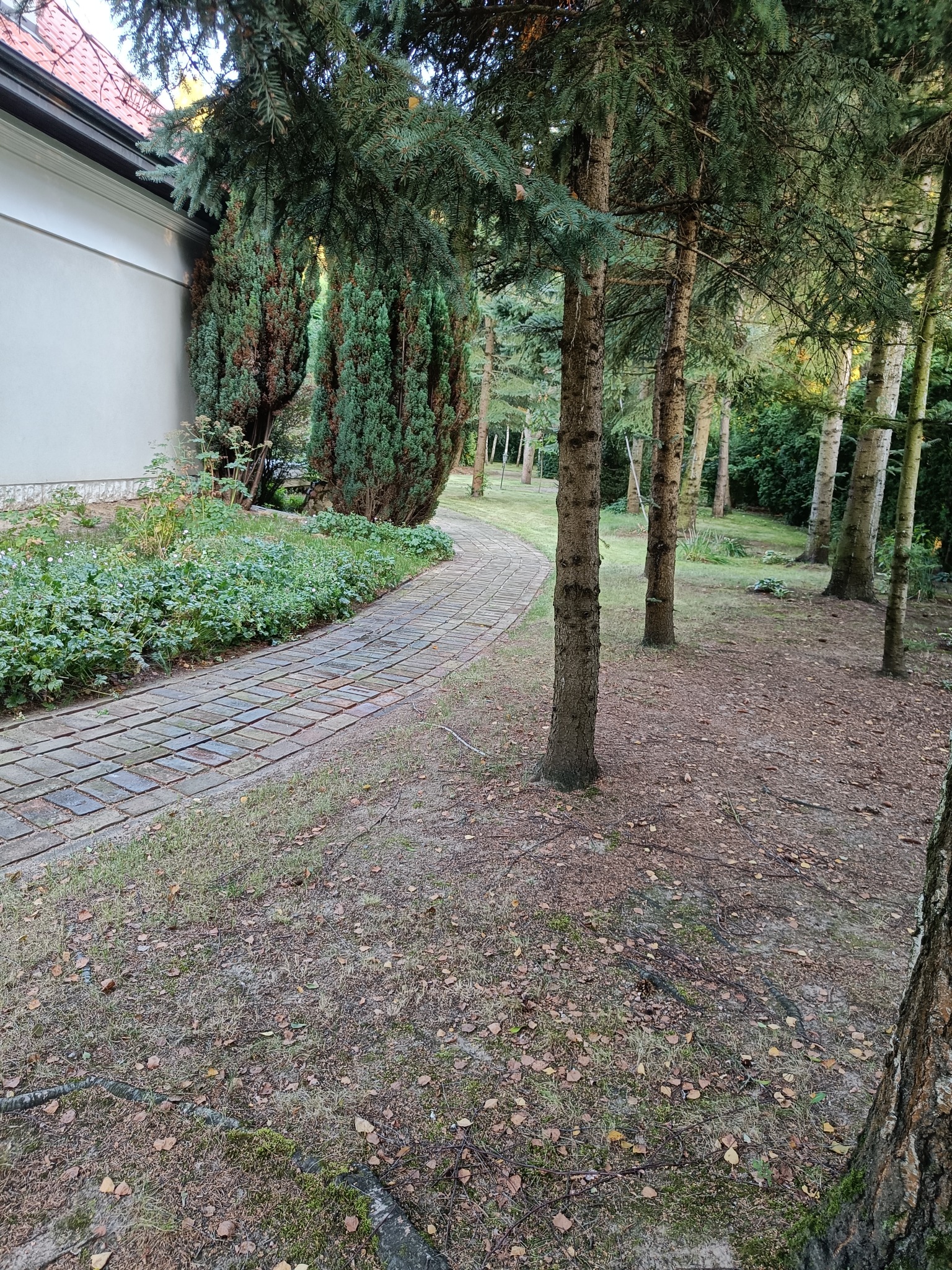 Kwadratowa ścieżka z kostki brukowej wijąca się przez trawnik z drzewami iglastymi w kierunku oddalającego się lasu, obok budynku z białymi ścianami.