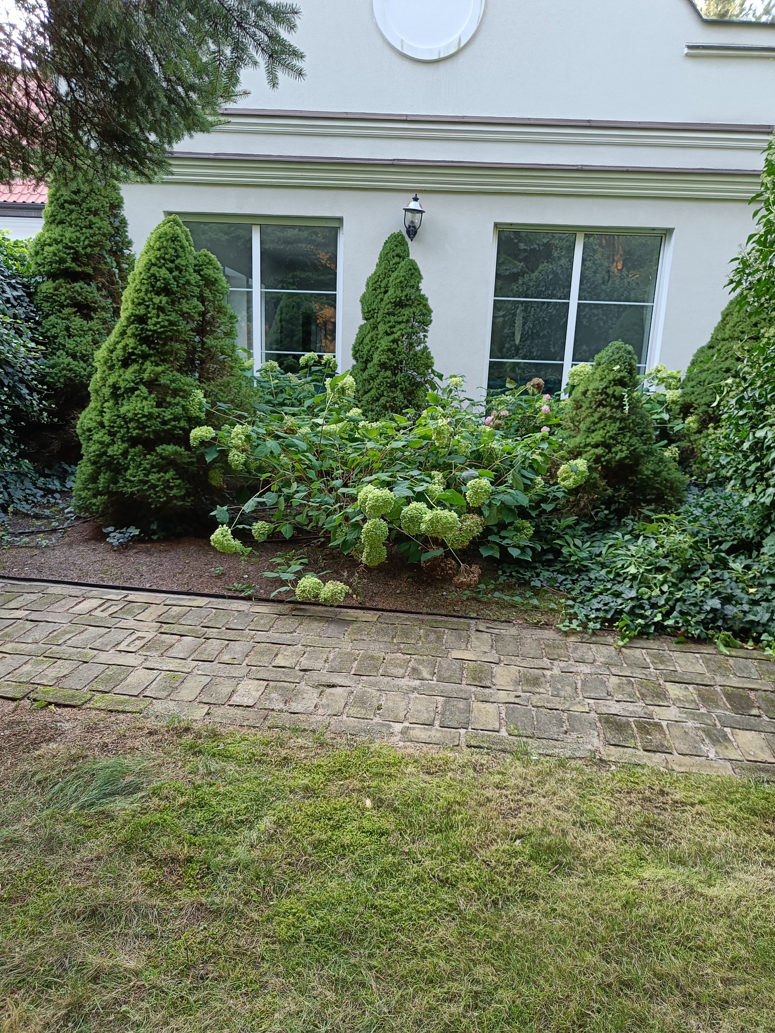 Zadbany ogród z niskimi, stożkowatymi drzewami iglastymi, kwitnącymi hortensjami i pnącym się bluszczem przy białej ścianie budynku z oknami i lampą.