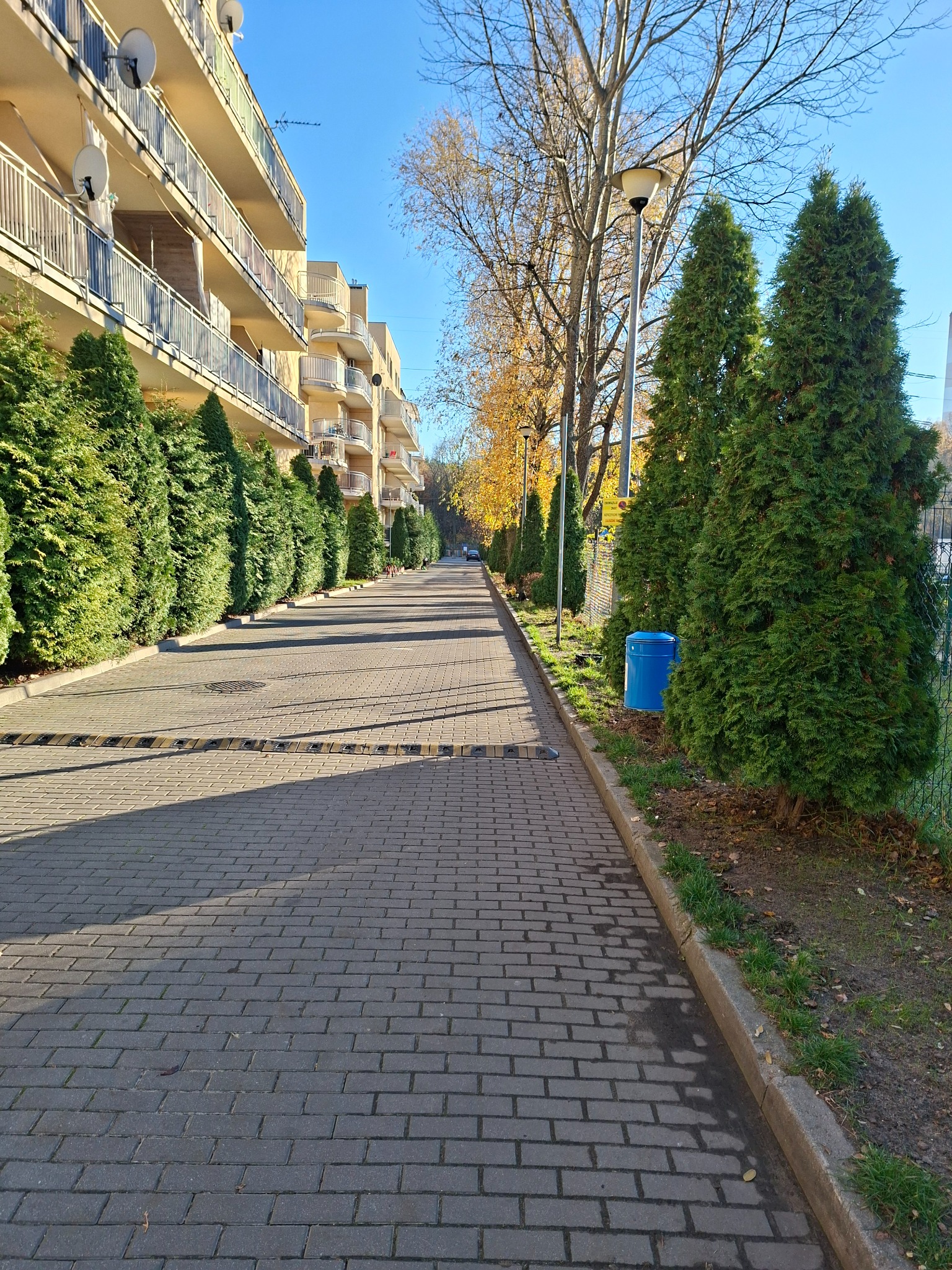 Aleja z tujami przy budynku wielorodzinnym w słoneczny dzień. Widoczny chodnik z kostki, lampy uliczne i błękitny kosz na śmieci. Jesienne drzewa w tle.