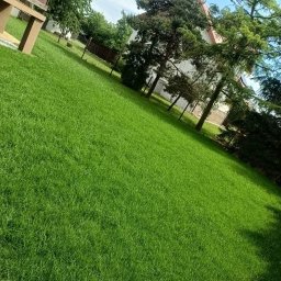 GREEN-BAU TECHNIK Cezary Palęga - Soczysta, zielona trawa na pochyłym terenie, z widocznym fragmentem domu i drzewami w tle, sfotografowana pod kątem, ukazująca równomierne koszenie.