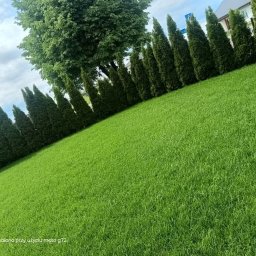 GREEN-BAU TECHNIK Cezary Palęga - Równy trawnik z rzędem tuj wzdłuż ogrodzenia, widok z niskiej perspektywy, podkreślający gęstość trawy i regularność nasadzeń. Słoneczny dzień.