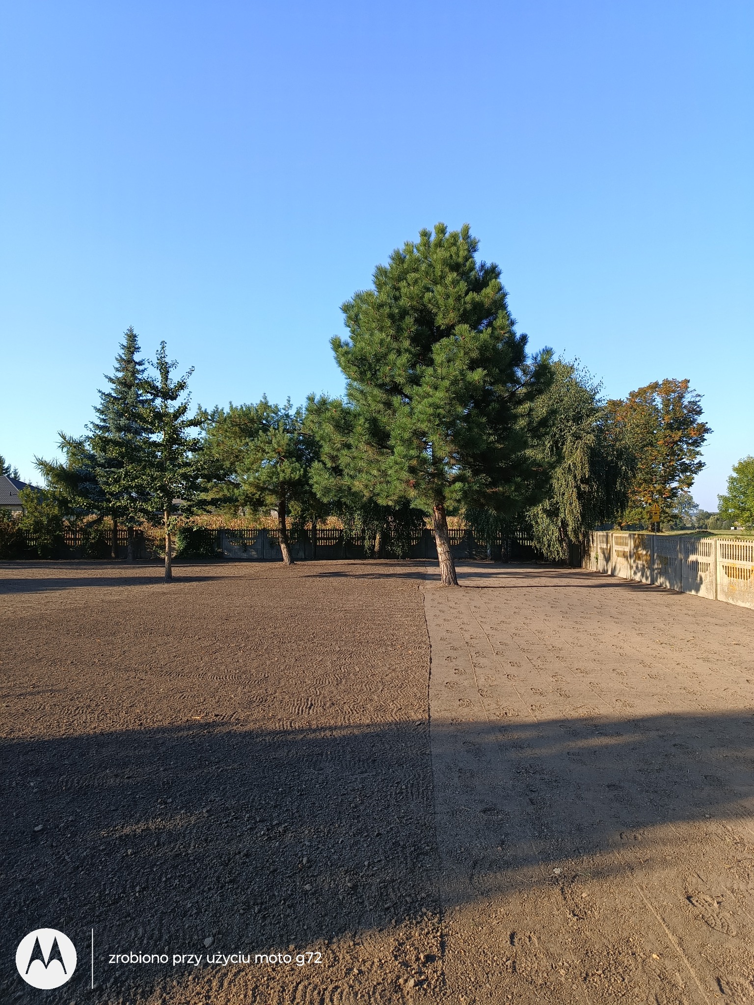 Świeżo wyrównany teren pod trawnik z widocznymi śladami po maszynach, drzewa iglaste i liściaste w tle, ogrodzenie betonowe.