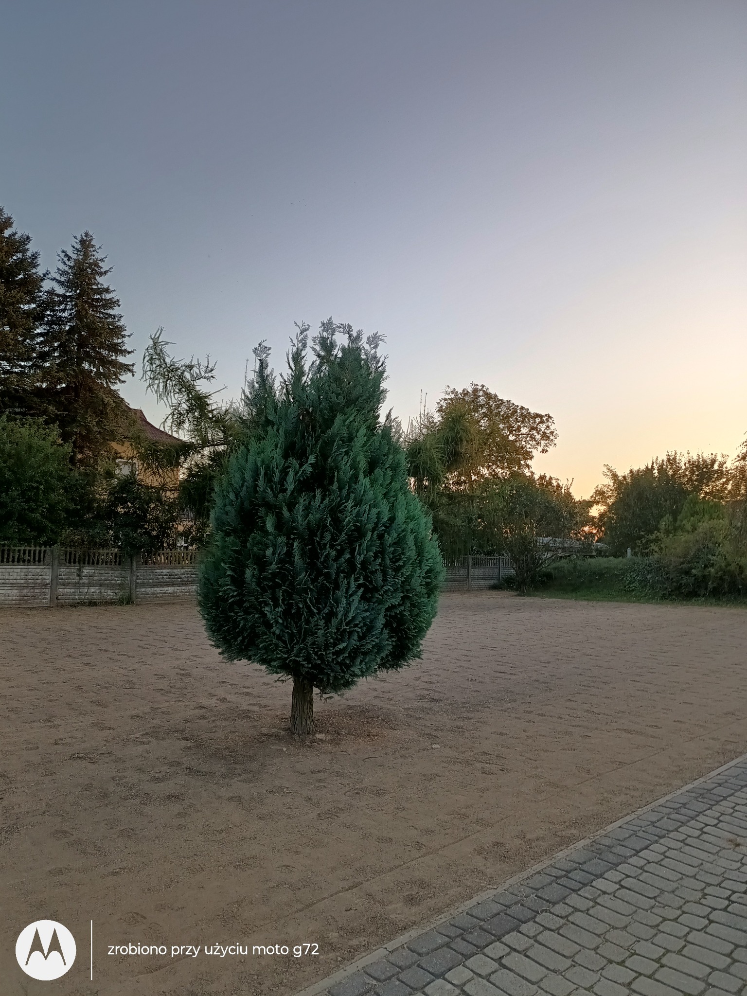 Pojedynczy, stożkowy krzew iglasty na piaszczystym terenie, otoczony innymi drzewami i budynkiem w tle, sfotografowany o zmierzchu.