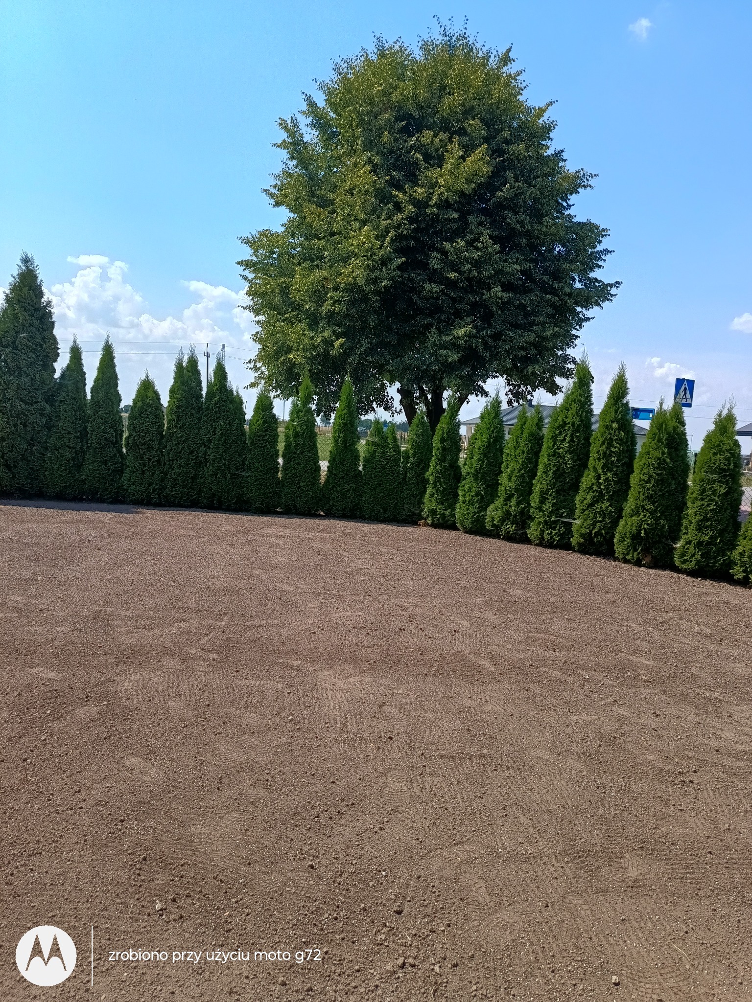 Równy teren z brązowej ziemi, rząd posadzonych, zielonych tuj, wysokie drzewo w tle pod błękitnym niebem.
