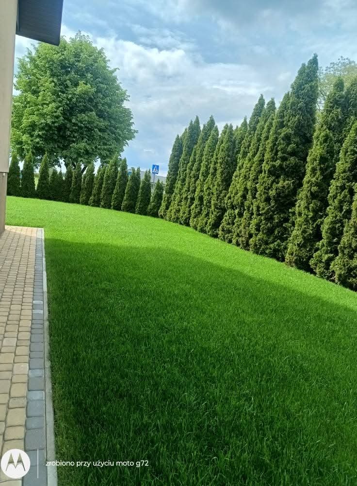 Równy trawnik z rzędem strzyżonych tuj, widok z boku. Świeżo skoszona trawa, kostka brukowa na obrzeżu. Tło: drzewo liściaste i błękitne niebo z chmurami.