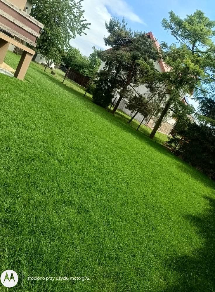 Soczysta, zielona trawa na pochyłym terenie, z widocznym fragmentem domu i drzewami w tle, sfotografowana pod kątem, ukazująca równomierne koszenie.