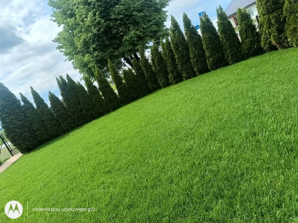 Równy trawnik z rzędem tuj wzdłuż ogrodzenia, widok z niskiej perspektywy, podkreślający gęstość trawy i regularność nasadzeń. Słoneczny dzień.
