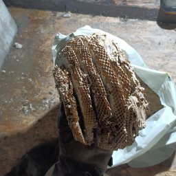 ZZ-UP Zdzisław Zebranowski - Usunięte gniazdo os w dłoni w rękawicy ochronnej, z widocznymi komórkami i larwami. Tło stanowi podłoga i ściana piwnicy.