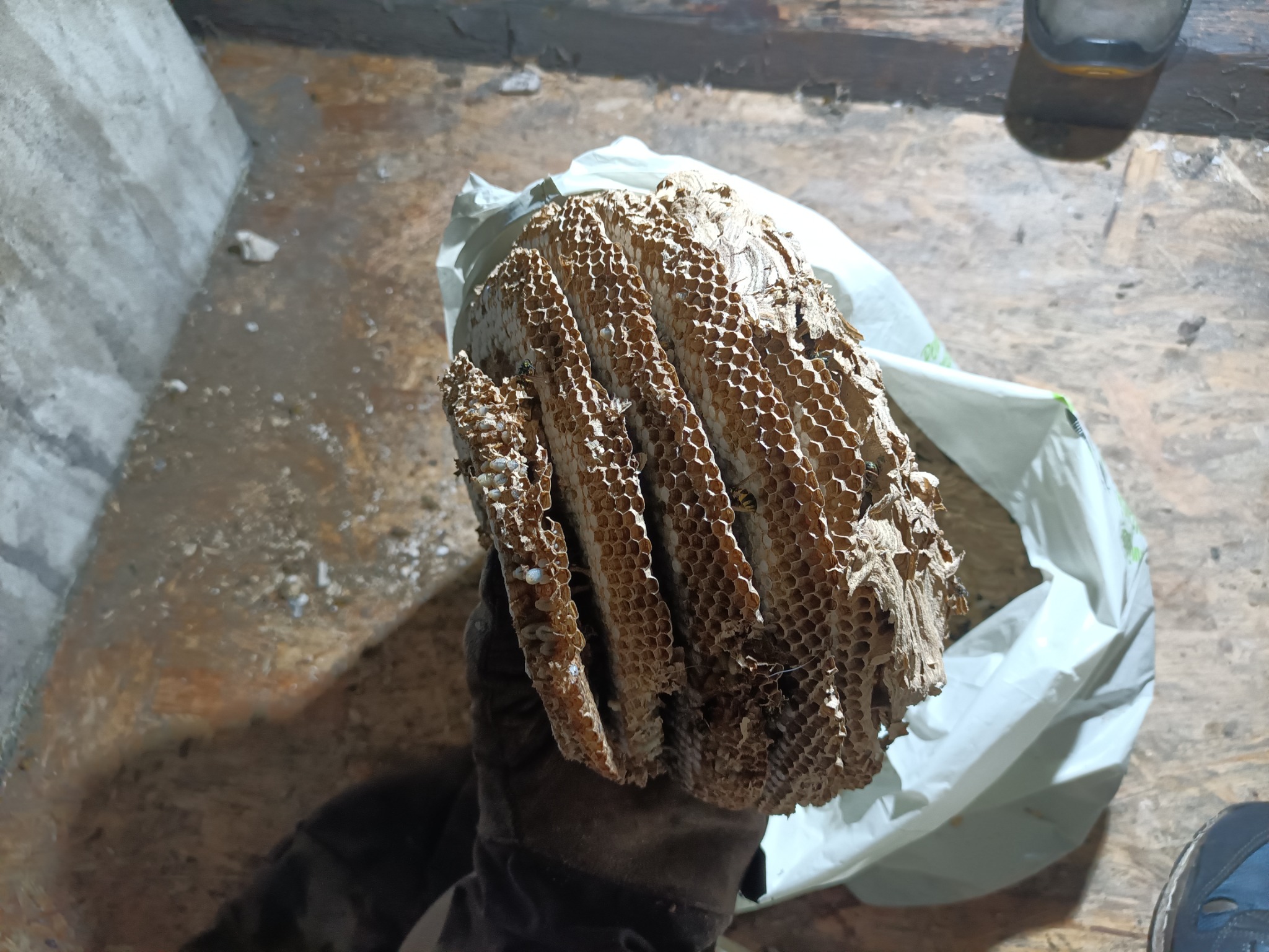 Usunięte gniazdo os w dłoni w rękawicy ochronnej, z widocznymi komórkami i larwami. Tło stanowi podłoga i ściana piwnicy.