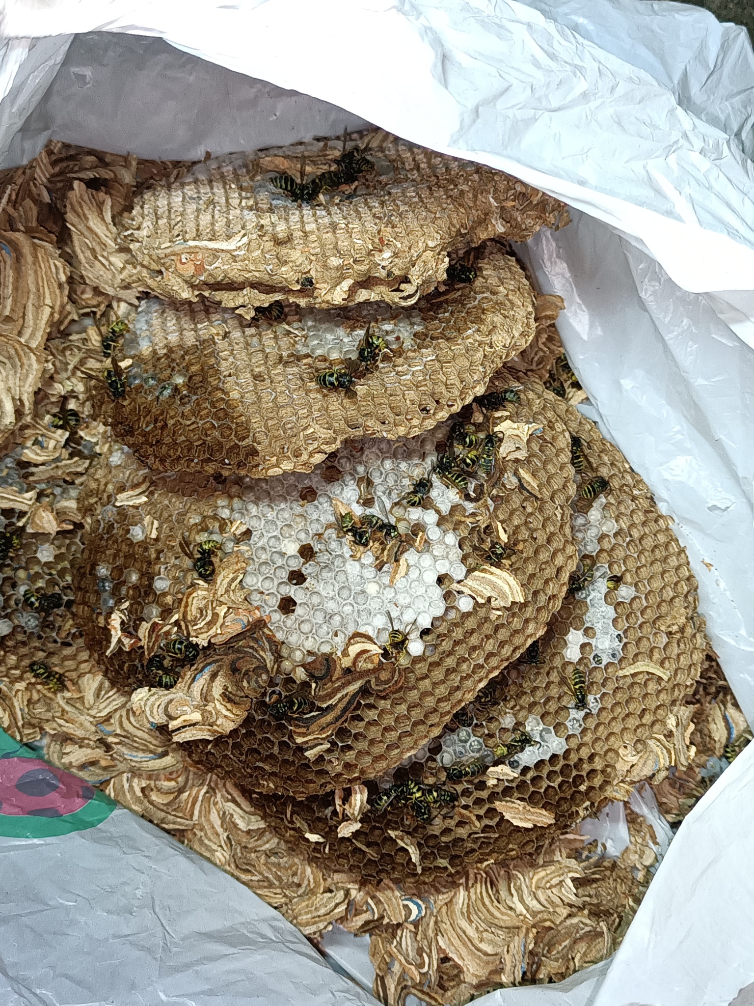 Gniazdo os w białym worku foliowym. Widoczne plastry miodu i osy. Fragment worka na pierwszym planie. Ujęcie z góry.