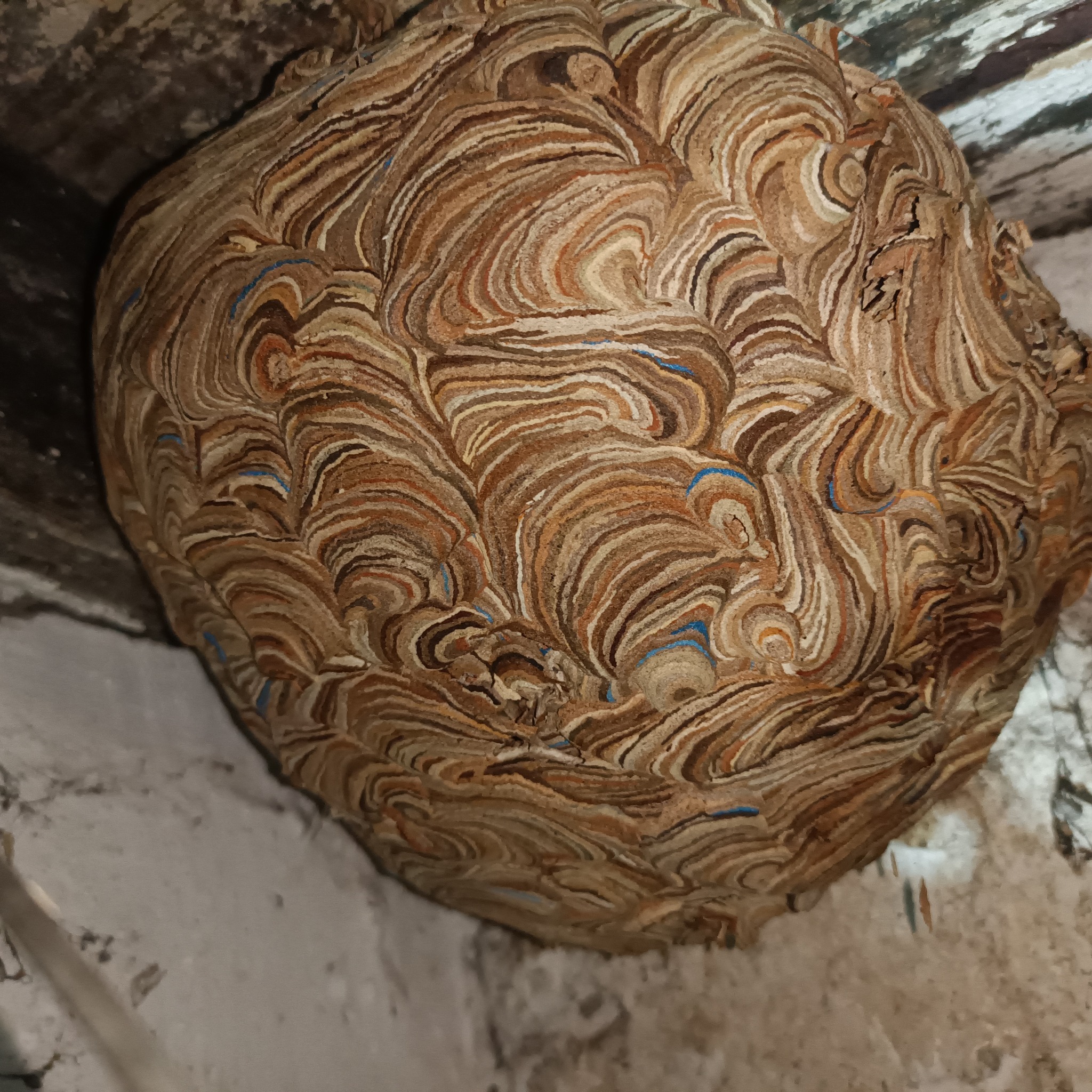 Gniazdo os w zbliżeniu, z widoczną warstwową strukturą w odcieniach beżu i brązu, przytwierdzone do szarej, surowej powierzchni. Widoczne detale konstrukcji gniazda.