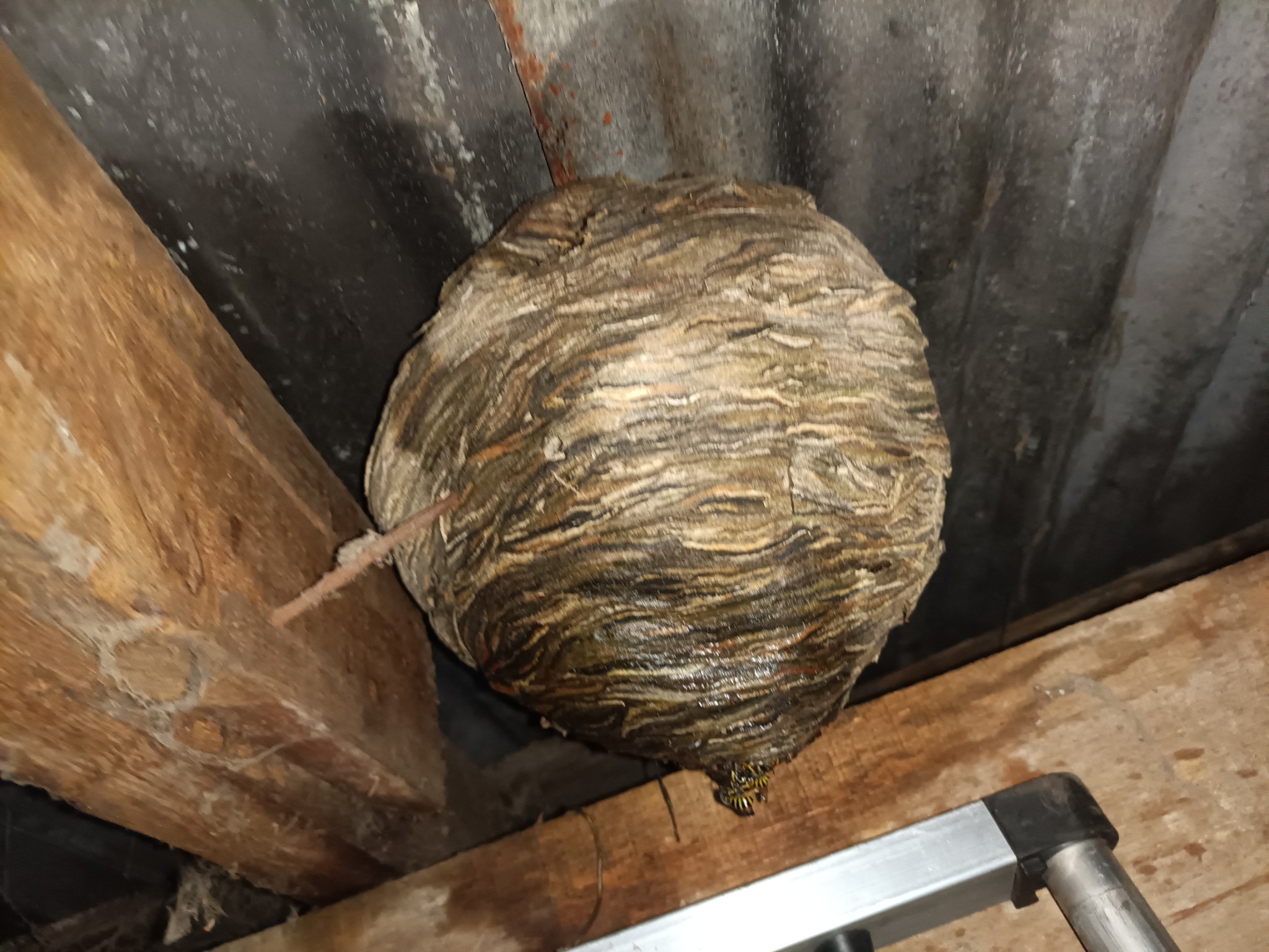 Gniazdo os wewnątrz konstrukcji dachu, widoczne osy na spodzie gniazda. Drewniane belki konstrukcyjne i fragment drabiny w kadrze. Szaro-brązowa kolorystyka.