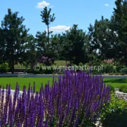 Starannie utrzymany ogród z równo przystrzyżonym trawnikiem, obrzeżami, kwitnącymi szałwiami w pierwszym planie i drzewami iglastymi w tle.