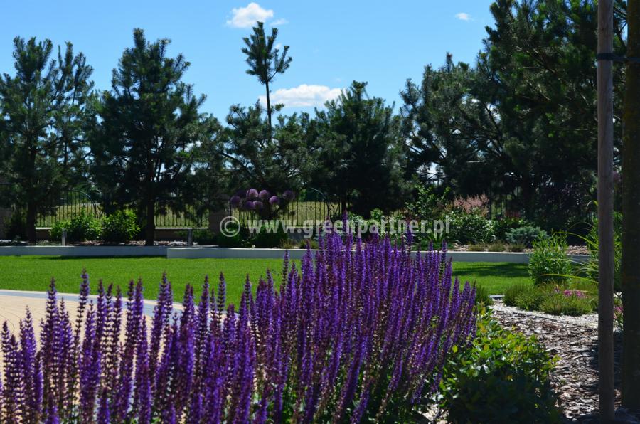 Starannie utrzymany ogród z równo przystrzyżonym trawnikiem, obrzeżami, kwitnącymi szałwiami w pierwszym planie i drzewami iglastymi w tle.