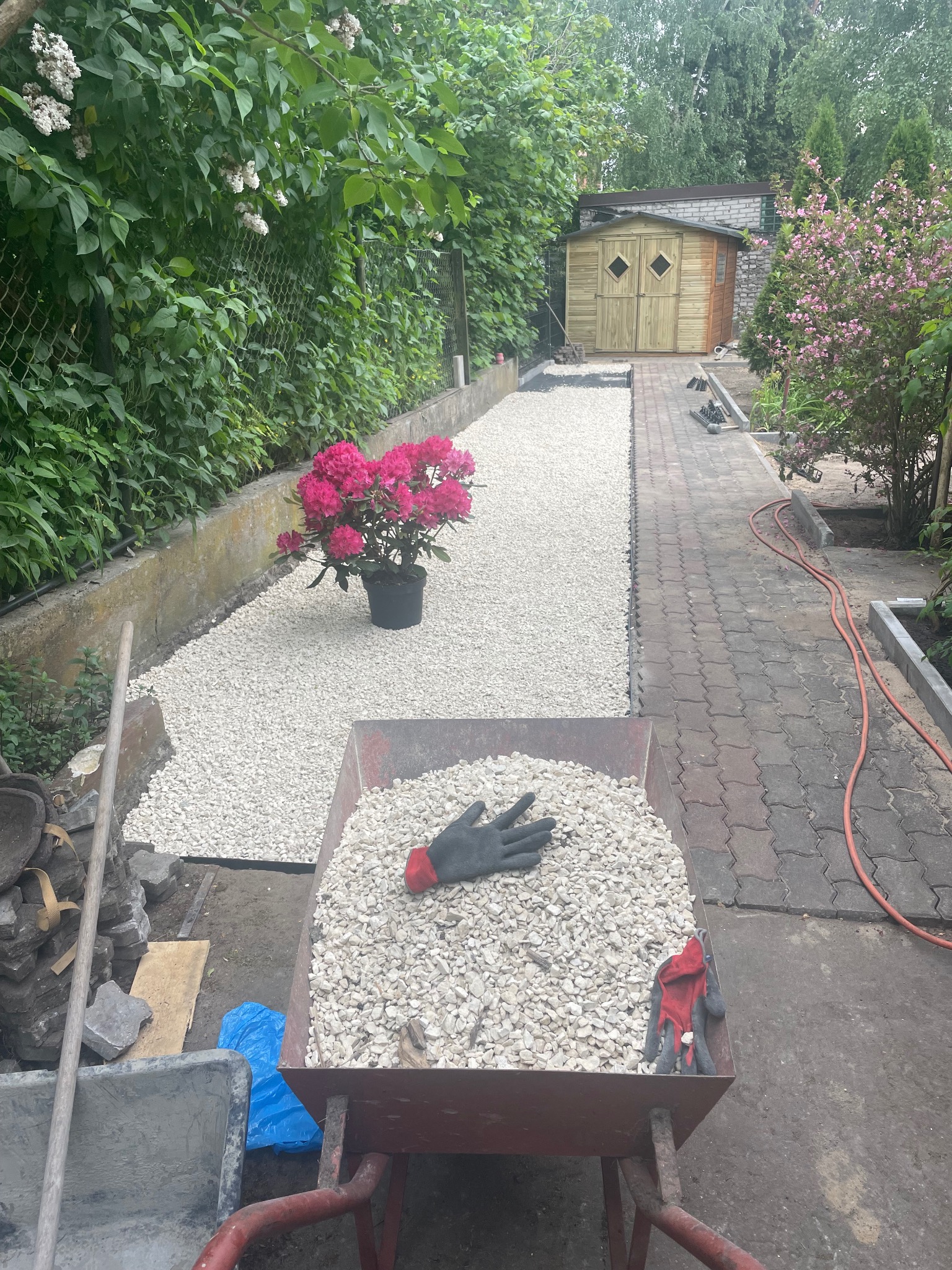 Ścieżka z białego żwiru w ogrodzie, wózek z kamieniami, rękawice robocze, kwiat w doniczce, drewniana szopa w tle, zielona roślinność. Prace ogrodowe w toku.