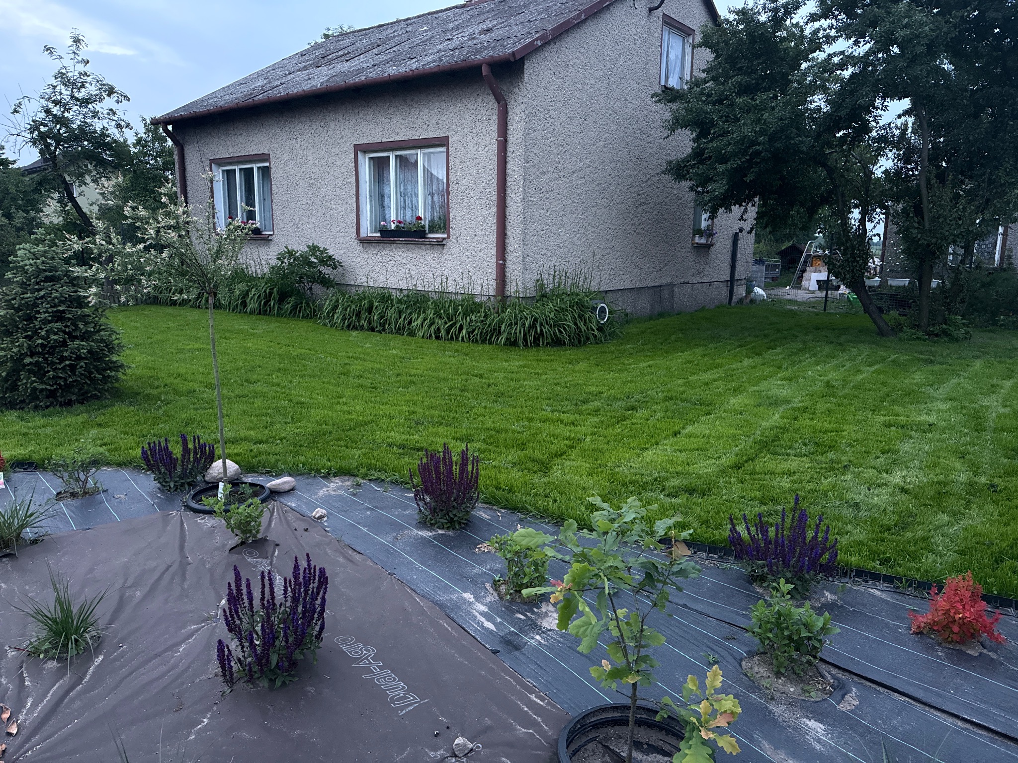 Dom z ogrodem: świeżo posadzona roślinność na czarnej macie szkółkarskiej, trawnik i budynek w tle. Widok na ogród w pochmurny dzień.