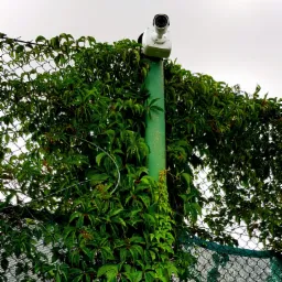 Kamera monitoringu na zielonym słupie, porośniętym gęstym bluszczem, zamontowana na siatce ogrodzeniowej. Widok z dołu na pochmurne niebo.