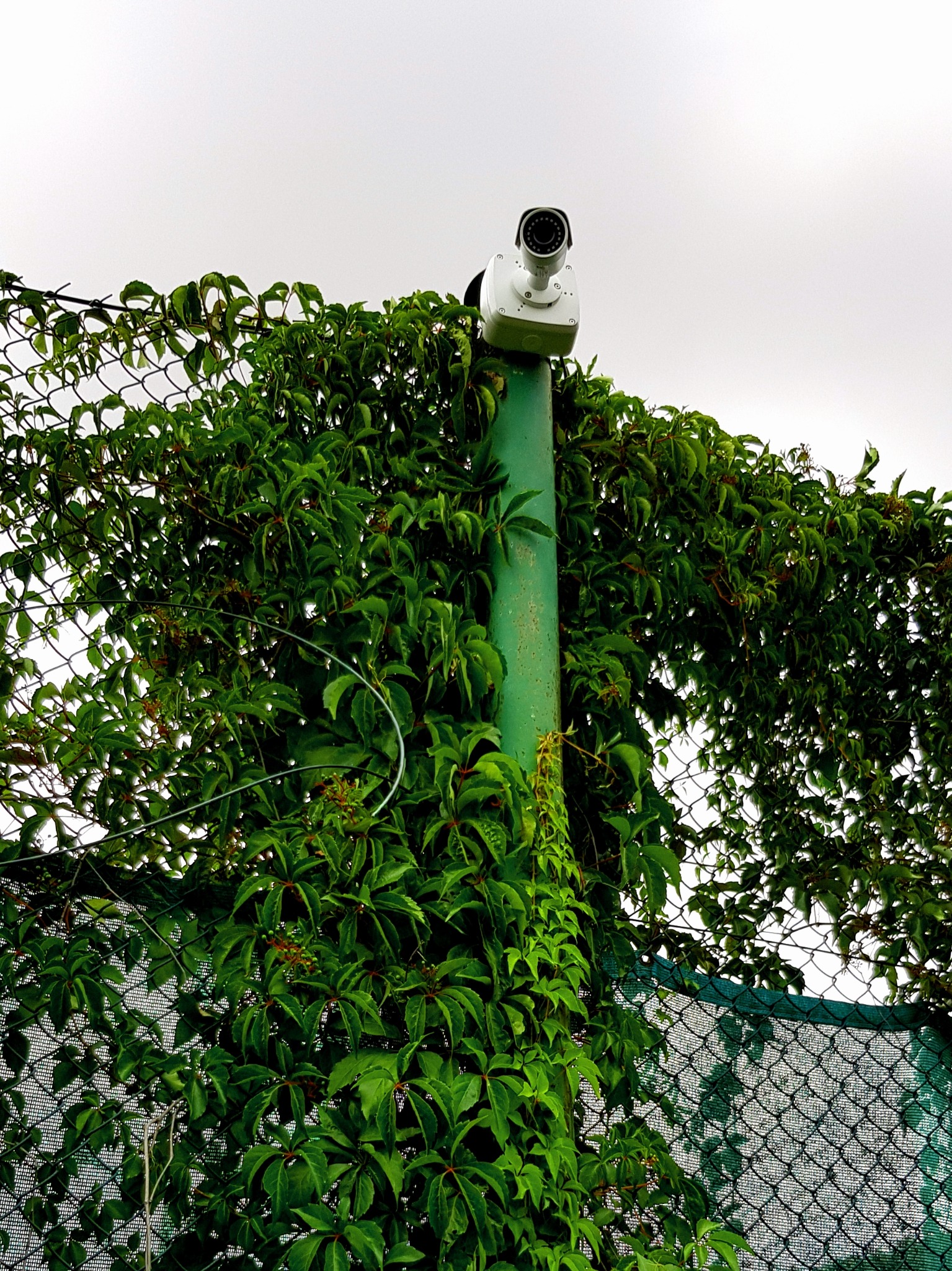 Kamera monitoringu na zielonym słupie, porośniętym gęstym bluszczem, zamontowana na siatce ogrodzeniowej. Widok z dołu na pochmurne niebo.