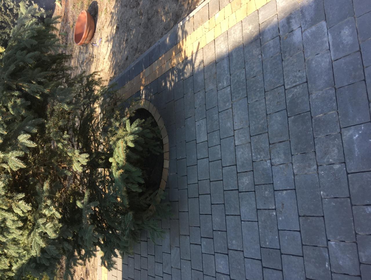 Szara kostka brukowa ułożona wokół drzewa iglastego, z obrzeżem z żółtej kostki, w tle donica.