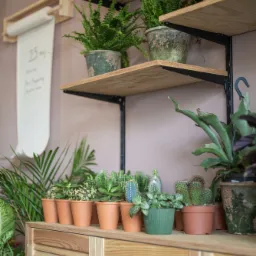 Półki z roślinami doniczkowymi, paprotki w ceramicznych donicach na górnej półce, sukulenty i kaktusy w terakotowych doniczkach na komodzie z żaluzjowymi drzwiczkami, dekoracyjny zwój papieru...