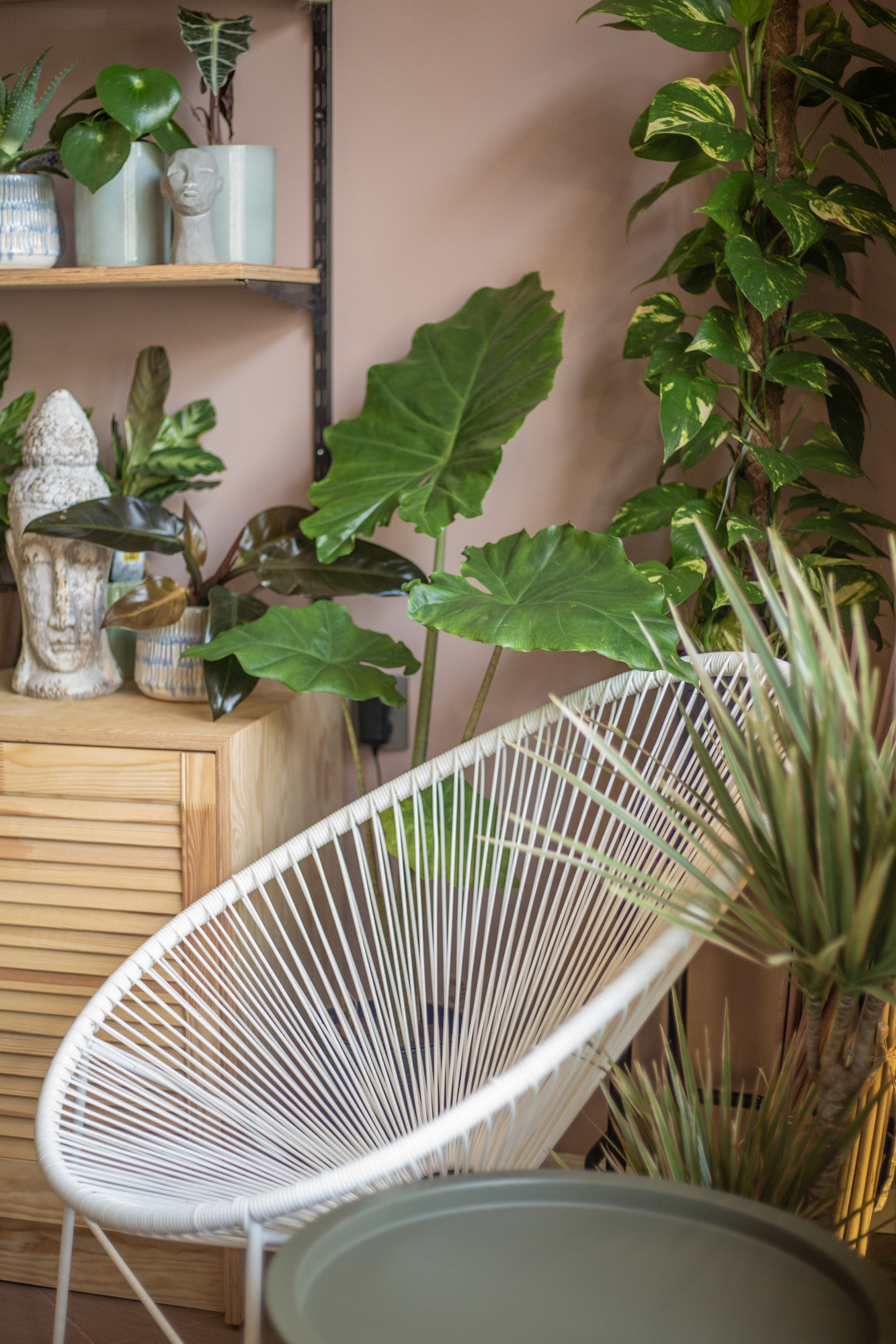 Białe krzesło Acapulco w otoczeniu roślin doniczkowych, drewniana komoda z dekoracjami i półka na tle pudrowo-różowej ściany.