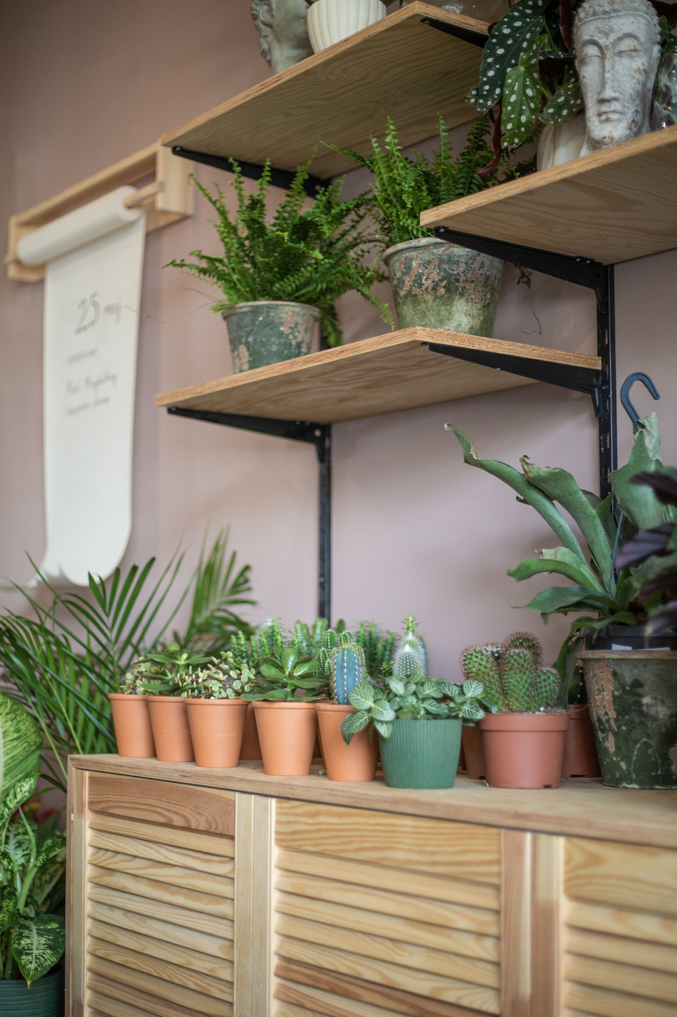 Półki z roślinami doniczkowymi, paprotki w ceramicznych donicach na górnej półce, sukulenty i kaktusy w terakotowych doniczkach na komodzie z żaluzjowymi drzwiczkami, dekoracyjny zwój papieru...