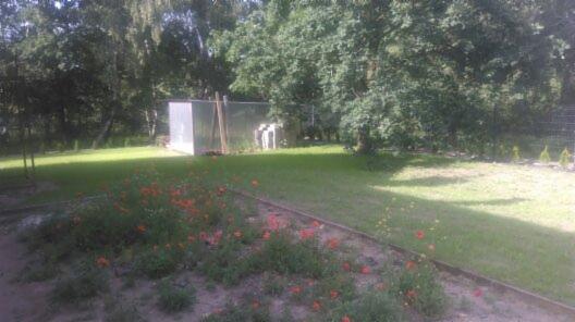 Metalowy garaż blaszany na działce z rabatą czerwonych maków, otoczony drzewami.