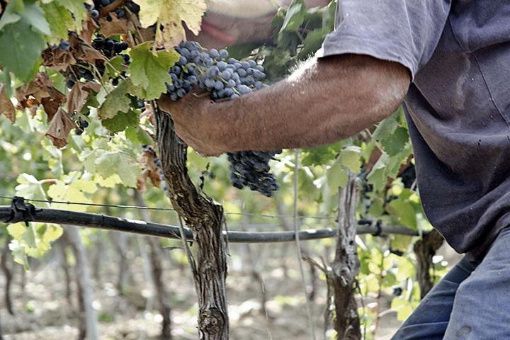 Pracownik winnicy zbiera dojrzałe, ciemne winogrona podczas słonecznego dnia. Widoczne liście winorośli i fragment systemu nawadniania.