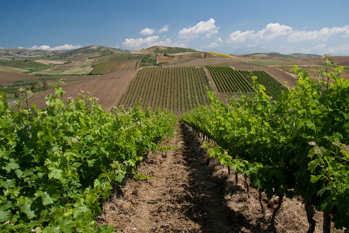 Rozległa winnica z rzędami winorośli, ziemistą glebą i pagórkowatym krajobrazem w tle pod błękitnym niebem z lekkimi obłokami.