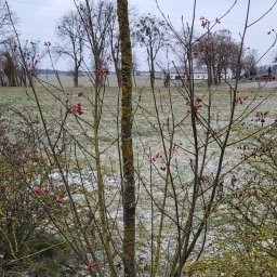 GW Grzegorz Wiśniewski - Drzewo z czerwonymi owocami i mchem na pniu w zimowym krajobrazie z lekko ośnieżonym polem w tle.