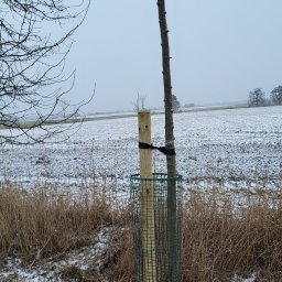 GW Grzegorz Wiśniewski - Pielęgnujemy drzewa w pasie drogowym, przycięte, nowy palik plus siatka