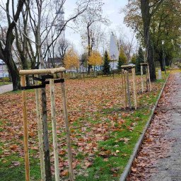 Sadzenie drzew Nakło nad Notecią 4