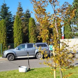 Młode drzewo z brązowiejącymi liśćmi, świeżo posadzone i zabezpieczone drewnianymi palikami, obok stoi szary pick-up, wiadro i szpadel na trawniku, w tle iglaki i błękitne niebo.