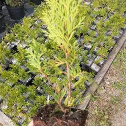 Sadzonka tui 'Golden Globe' z odsłoniętym systemem korzeniowym, trzymana w dłoni na tle szkółki z innymi sadzonkami w doniczkach.